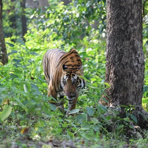A tiger in Kanha National Park