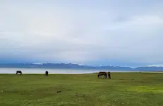 Horses on Kyrgyz alpine grassland
