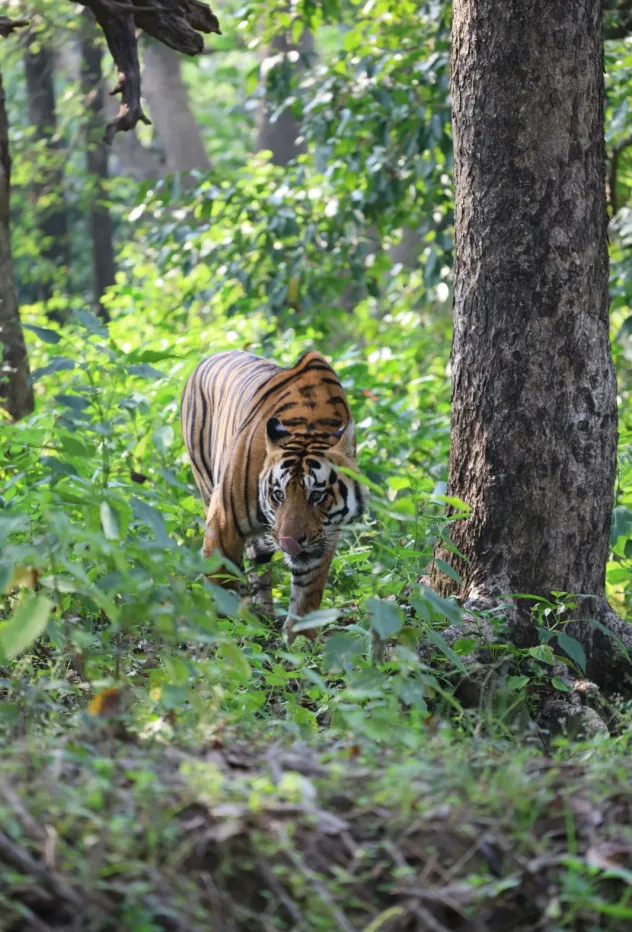 A tiger in Kanha National Park, India